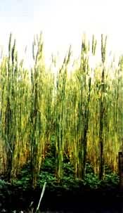 �������ֲ�ľϬ