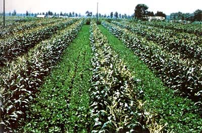 ���׼�������