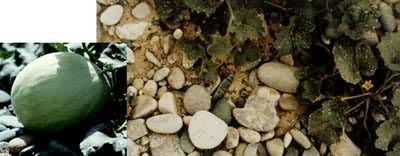 ɰ�����������