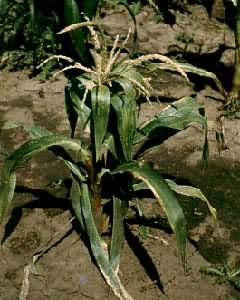 ���װ���Ҷ