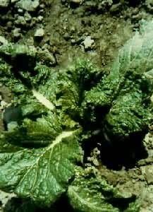 ��ײ˹¶���