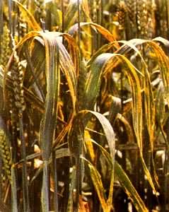 С�����ⲡ