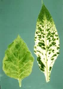 �̲ݻ�Ҷ��(�ң���Ҷ)