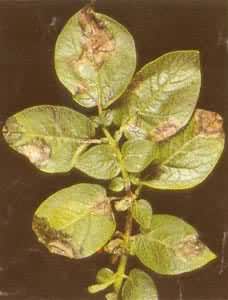 ���������߲�