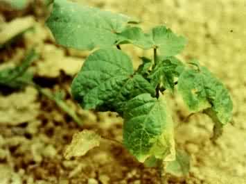 �޻���ή��