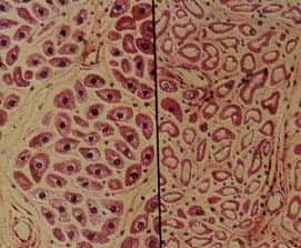 �ļ���Ƭ��ˮ�ݱ���(��)��������(��)