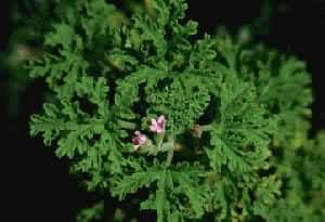 ��Ҷ���ÿ�