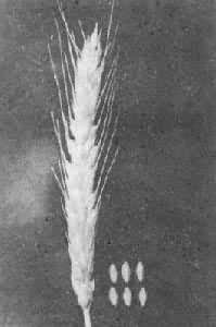 С��������