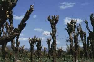 �Ϸ�н̿��(����ľ)