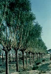 ����н̿��(����)