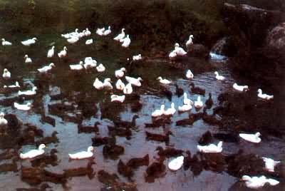 Ѽ�Ĵ�Ⱥ����