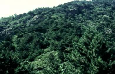 �����˹���