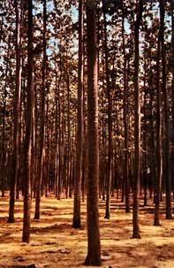 �����˹���