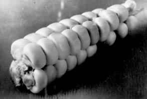 ��������Ŵ����