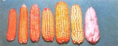 ���׵�����