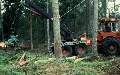 ��ľ��֦��Ļ�