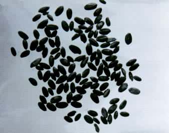 �½���ȸ�ӳ�������ʯ��ʱ����С��