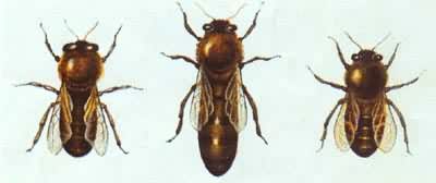 �л���(�۷� ���� ����)