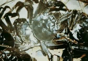 �л�����з