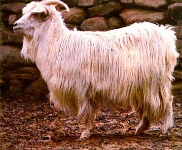 ����ɽ��