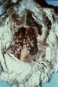 ����Ѫ��