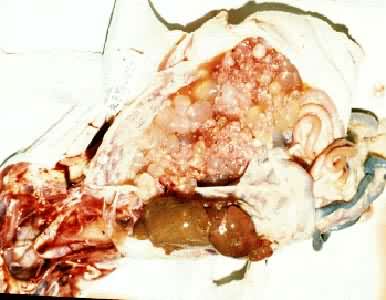 ����Ѽ�ѳ���Һ����ͷ״���ٰ�