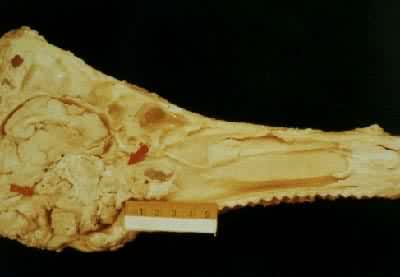 �����ʰ�