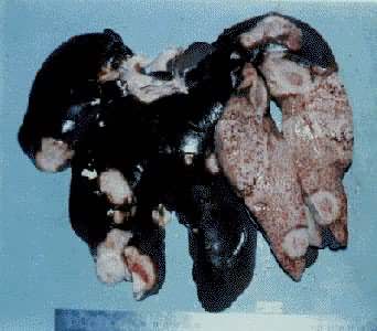 �������ܰ���(��)