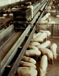 ��е������