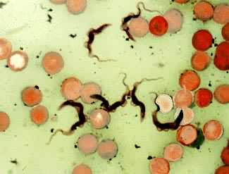 ����׶��