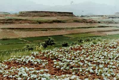 �й��������͡���ɫ�����þ���