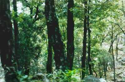 �й��������͡��������þ���