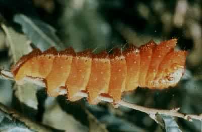 ���ϣ�³��