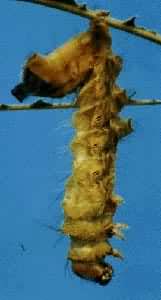 ���ϲ������ز���ʬ