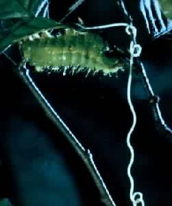 ���ϲ����߳没