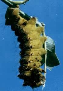 ���ϲ������Ͷ���岡(ŧ��)