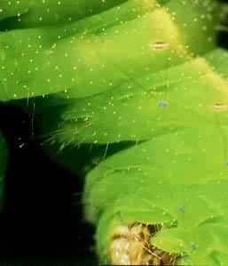 ���ϲ���������(������)