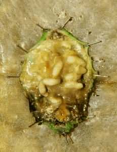 ���ϲ���������(������)