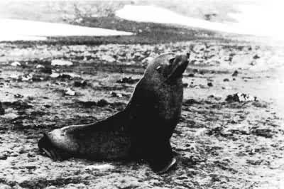 ͼ4������