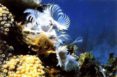 �ڼ��ձȺ�Ӫ�����������״��棨�����ڶ����ë�ࣩ������̬����