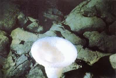 ����׻�ɽ������Ӫ��������Ĺ��ʺ��࣬�ʱ�״