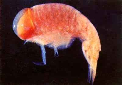 Ӫ��������Ŀ�������