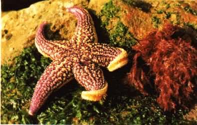 ��Ƥ���ﺣ����༬���̳�