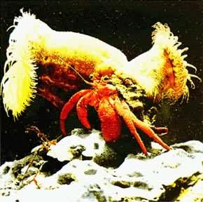 �׿���ľ�з���ľ���ǻ�����ﺣ����