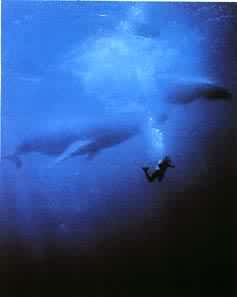 ���鶯�ﺣ�࣬�Ϳ�ѧ��һ���ڴ�����Ӿ