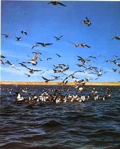 ���ڲ�ʳ���������ĺ�������