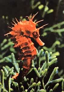 ���ຣ������Ҫ�����ȴ�������ֱ����Ӿ������β�ľ�����������