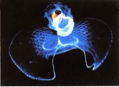 ���ݣ������嶯��