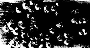 ͼ2 ���Ÿ۴��׵�������������ٺ�