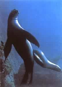 ̫ƽ������������غ��ĺ�ʨ